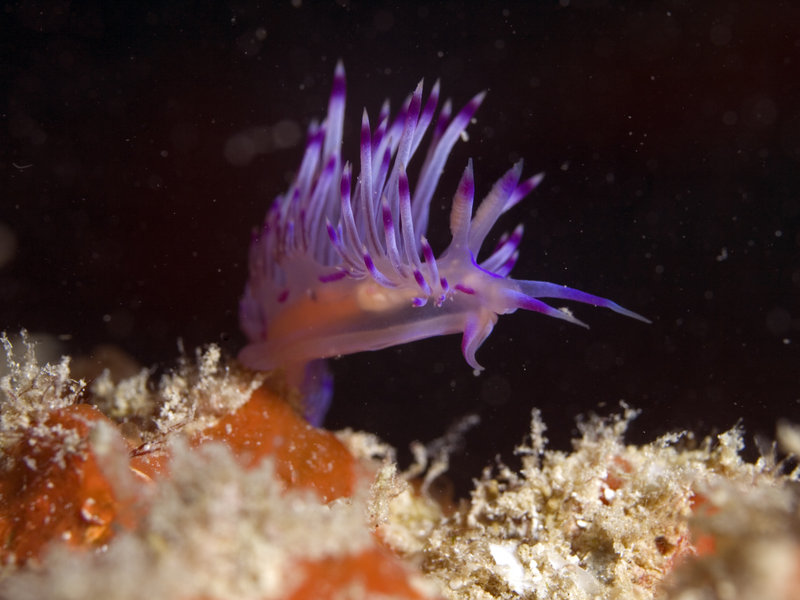 Nudibranch, Mabul, Artificial Reef